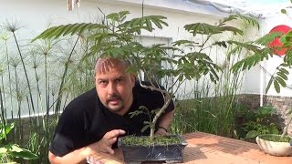 Cómo hacer bonsai de hoja compuesta [upl. by Va482]