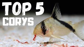 Top 5 Cory Catfish for Beginners [upl. by Ahsaei52]