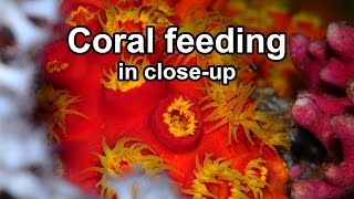 Coral feeding in closeup [upl. by Hannie536]