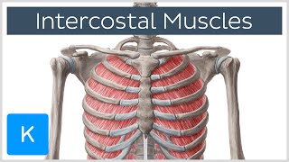 Intercostal Muscles  Function Area amp Course  Human Anatomy  Kenhub [upl. by Idoc]