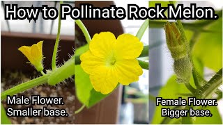 How to Pollinate Rock Melon Flowers [upl. by Kcired402]