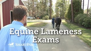 Equine Lameness Exams [upl. by Disini]