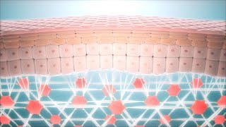 Skin Anti Aging  Fibroblast and Collagen Network Regeneration CGI animation [upl. by Panter]