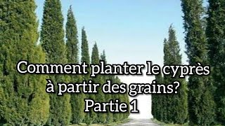 Comment planter le cyprès à partir des grains Partie 1 [upl. by Froma]