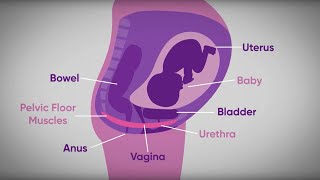 Pelvic floor exercises during pregnancy  txt4two Program  Mater Mothers [upl. by Onurb]