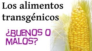 Los alimentos transgénicos ¿Buenos o malos [upl. by Lavoie290]