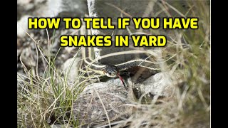 How To Tell If You Have Snakes In Yard [upl. by Hugh]