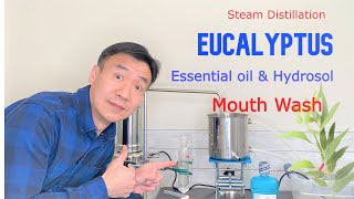 Making Eucalyptus Essential Oil and Hydrosol by Steam Distillation Benefits of Eucalyptol Mouthwash [upl. by Erodroeht]