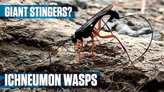 Parasitic Ichneumon Wasp [upl. by Nilrah]