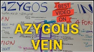 AZYGOS VEINThorax Anatomy  Medseed MBBS [upl. by Aninep]