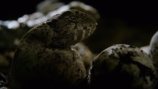 Hatching of Ancient Tuatara Reptiles  Wild New Zealand  BBC Earth [upl. by Engel]