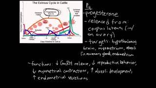 Estrous Cycle [upl. by Larrej485]