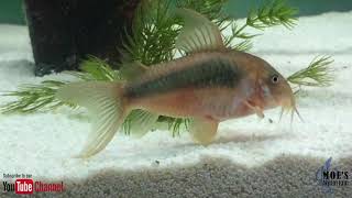 How to Care for Corydoras Eggs and fry [upl. by Drugge]