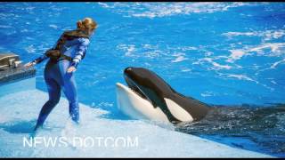 Whale Responsible for Trainers Death Returns to SeaWorld Show [upl. by Toffey]