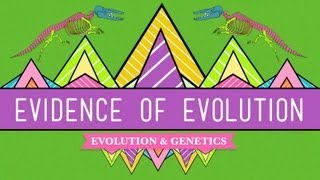 Evolution Its a Thing  Crash Course Biology 20 [upl. by Esertap]