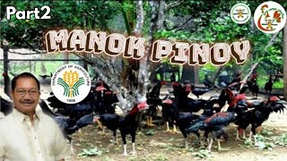 Part2 Philippine free range chicken guide for beginners  free range chicken farming Philippines [upl. by Honan]