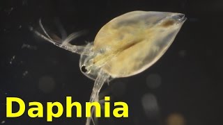 Daphnia [upl. by Neenaej]