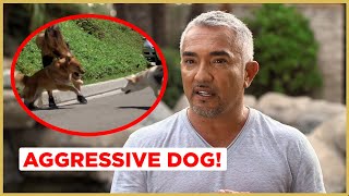 Can I help this AGGRESSIVE Dog  Cesar 911 [upl. by Riem]