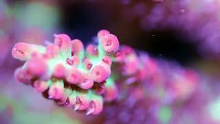 Strawberry Shortcake Acropora [upl. by Doble]