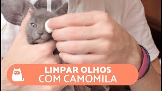 Como limpar os olhos do gato com CAMOMILA [upl. by Tracay]