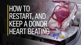 How to restart and keep a donor heart beating [upl. by Erihppas]