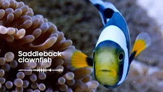 Fish Sounds Do fish talk to each other  BBC Earth Explore [upl. by Yrrol]