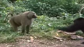 2 Chimpanzees VS Baboon [upl. by Rad]