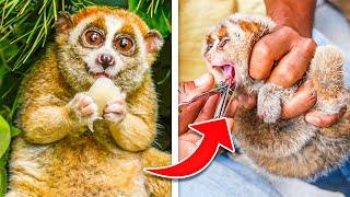 Slow Loris Has CRAZY Facts You Must Know About [upl. by Kaufman]