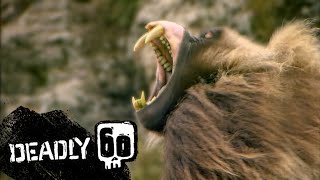 Baboons Terrifying Teeth  Deadly 60  BBC Earth Kids [upl. by Aufmann]