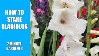 How to stake gladiolus [upl. by Efram]