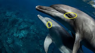 Why Dolphins Sleep With One EYE OPEN  How do Dolphin Sleep [upl. by Had]