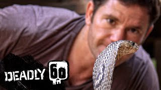 Dangerous Monocled Cobra  Deadly 60  BBC Earth Kids [upl. by Lav]