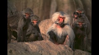 Hamadryas  The Sacred Baboon in Saudi Arabia English [upl. by Sivek]