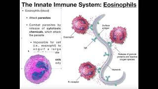 Physiology of Basophils Mast Cells amp Eosinophils [upl. by Bautram]