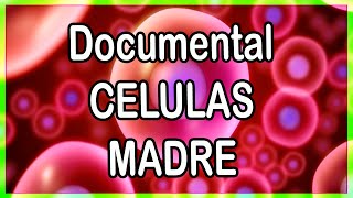 DOCUMENTAL CELULAS MADRE [upl. by Annahsat62]