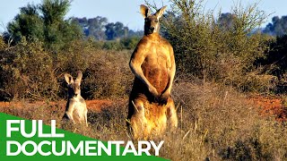 Kangaroo Habitat and Behavior [upl. by Lennon]