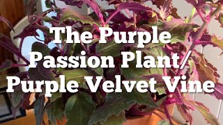 The Purple Passion PlantCharacteristics Traits Care Propagation 💜 [upl. by Noissap]