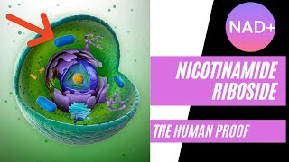 Nicotinamide Riboside The Human Proof [upl. by Aicilec]