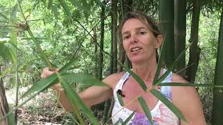 Three Methods to Propagate Bamboo  Part 1 [upl. by Latimore]