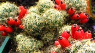 Fruiting Cacti Plants  Tasting amp Growing [upl. by Aicirpac]