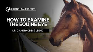 How to Examine the Equine Eye [upl. by Idnew]