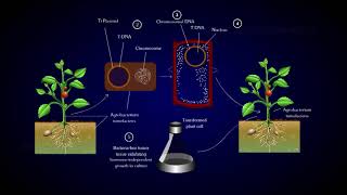 Agrobacterium  A Plant Gene Transfer [upl. by Alikam]