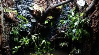 Paludarium Background amp Drip System DIY [upl. by Uohk]