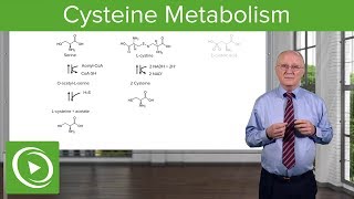 Cysteine Metabolism – Amino Acid Metabolism  Lecturio [upl. by Purse249]