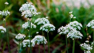 Garlic Chive  Growing and Harvesting [upl. by Mamoun]