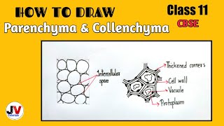 how to draw parenchyma tissue how to draw collenchyma cells [upl. by Muriah]