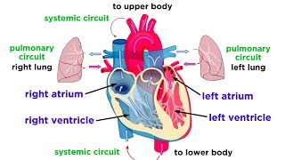 The Circulatory System Part 1 The Heart [upl. by Bainbrudge]