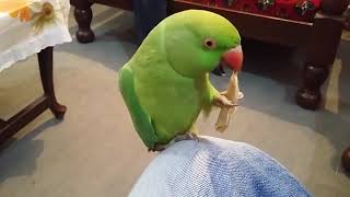 Bolne wala Tota  Pakistani Green talking parrot [upl. by Anahc]