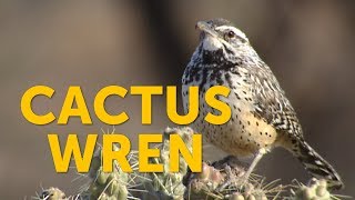 What bird uses a cactus for nesting The Cactus Wren does [upl. by Meit63]