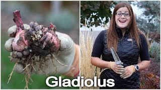 Digging and Storing Gladiolus Bulbs [upl. by Amory]